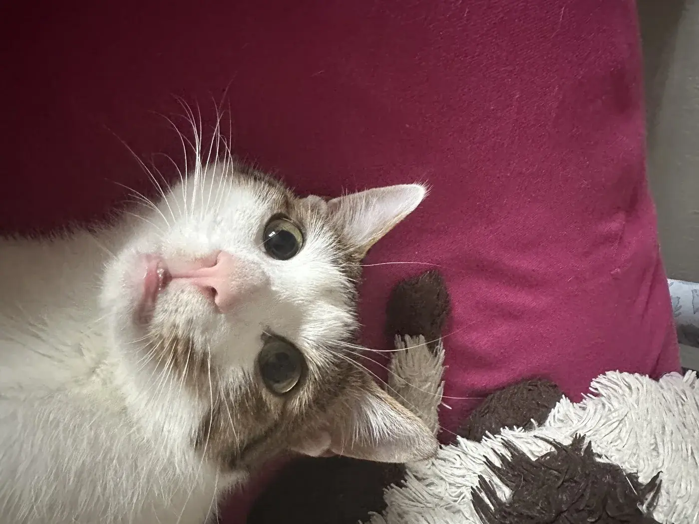 My cat, supervisor of this project
